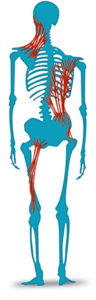 Anatomical illustration of the fascial system along the spine
